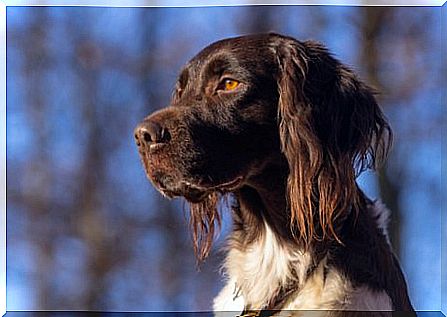 Little munsterlander: meet this breed