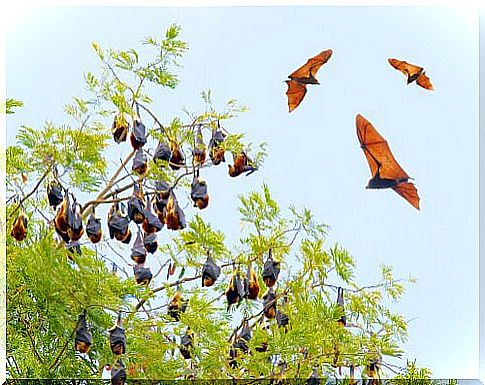 Meet 5 species of bats