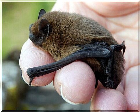 common bat: tiny