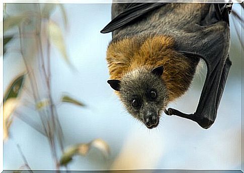 flying fox