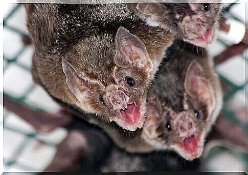 vampire bat