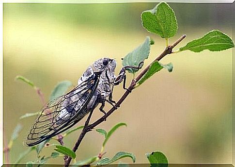 Discover the song of the cicada