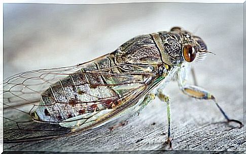 adult cicada: short life