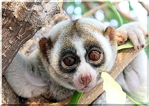 meet the slow loris