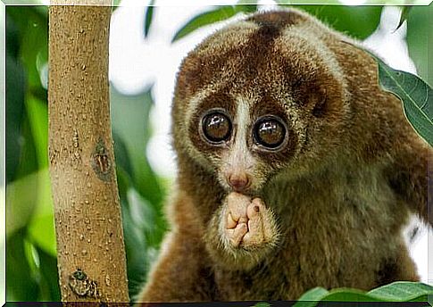 slow loris eating on the tree 