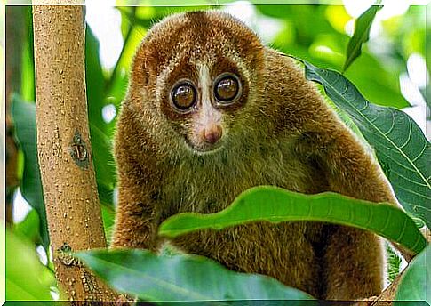 slow loris