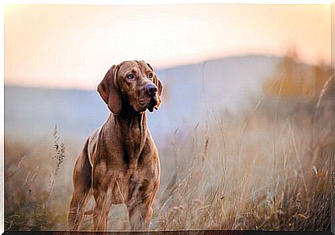 Meet the vizsla, a giant dog