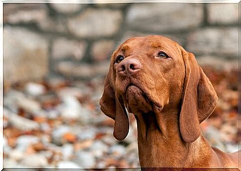 Vizla race