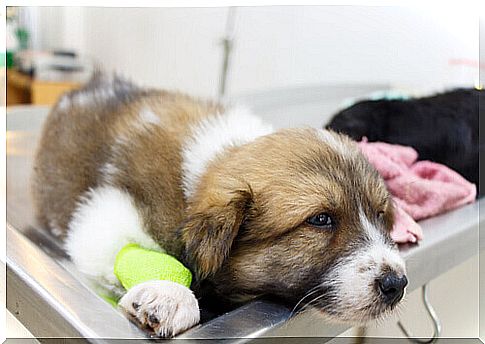 Sick and sad dog at the vet