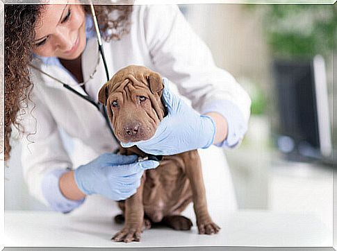 dog at the veterinarian