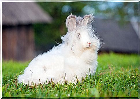 Mistreatment of Angora rabbits to extract their wool