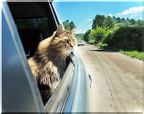 cat traveling by car