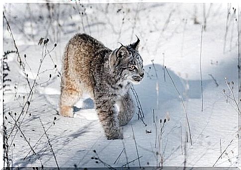 Canadian Lynx