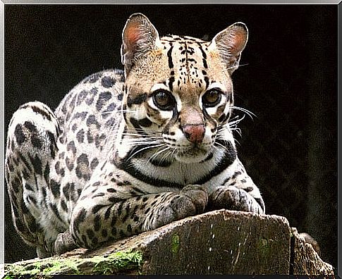 Ocelot