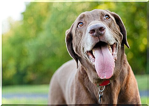 Panting in Dogs: Everything You Should Know