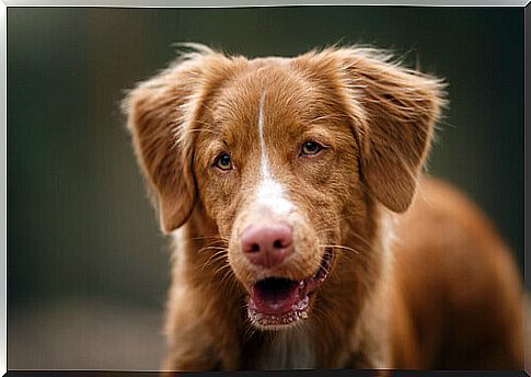 caramel dog