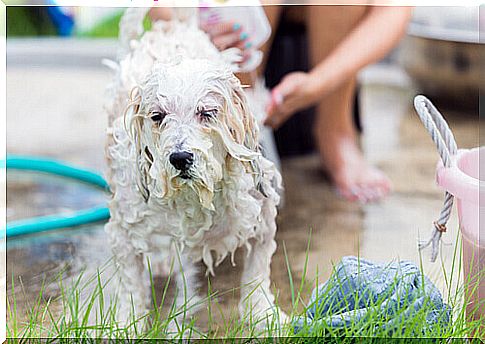 bath-dog-1