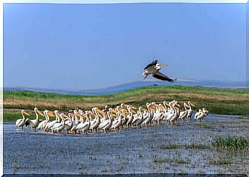 Pelicans: famous for their huge beaks