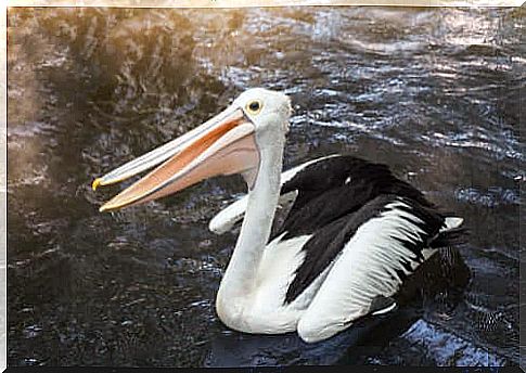 Pelicans: famous for their huge beaks