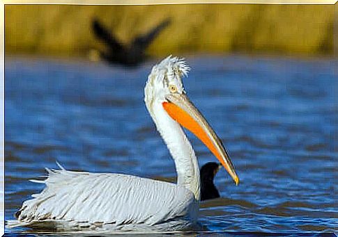 Pelicans: famous for their huge beaks