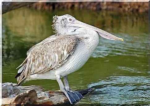 Pelicans: famous for their huge beaks