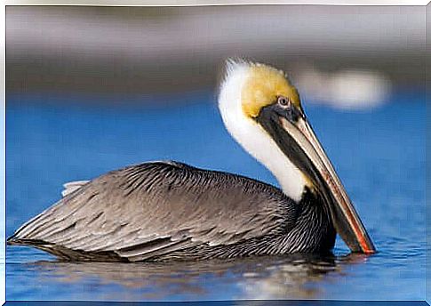 Pelicans: famous for their huge beaks