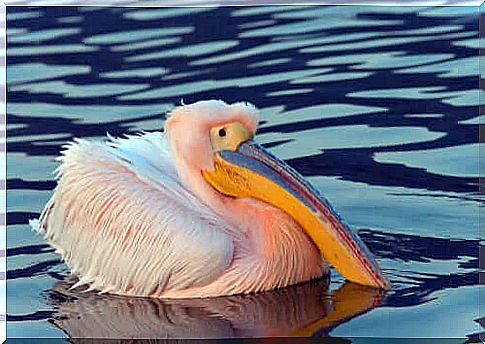 Pelicans: famous for their huge beaks