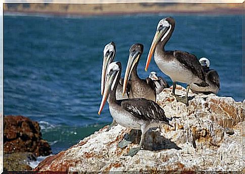 Pelicans: famous for their huge beaks