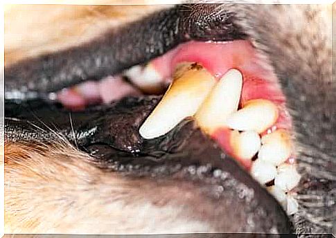 Periodontitis in dogs