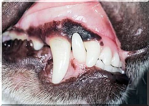 Dog Teeth Care