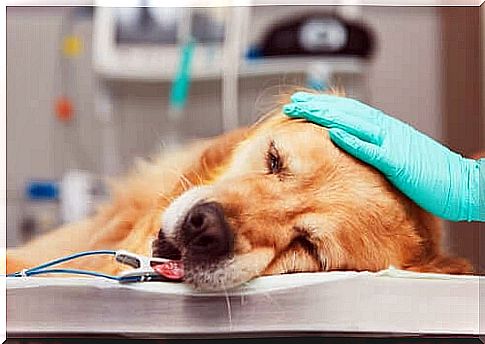 Euthanasia in dogs