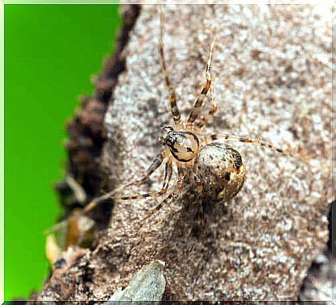 stone spider