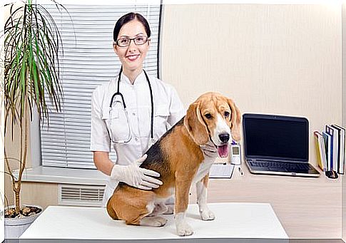 Post-operative care of your pet