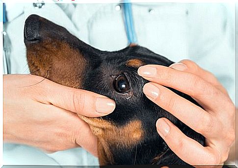 Veterinarian examining a dachsund's eye