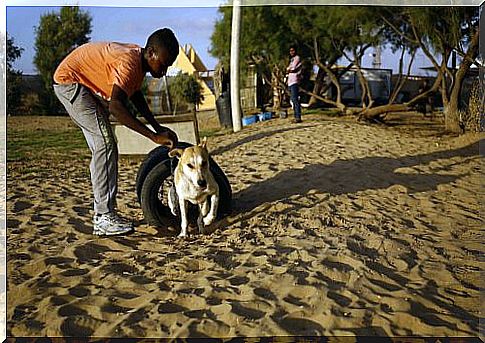 Animal Shelter Volunteer