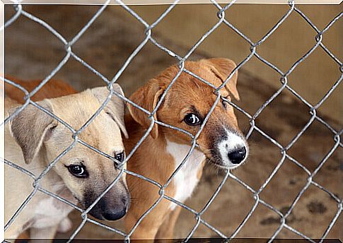 dogs in a shelter