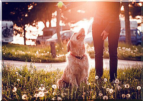 Pros and cons of taking your dog to the park