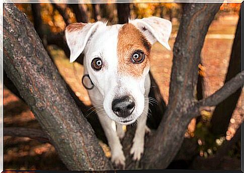 Dog with dilated pupils