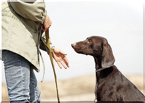 Dicas de como educar cachorro