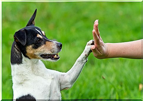 Saiba como educar cachorro