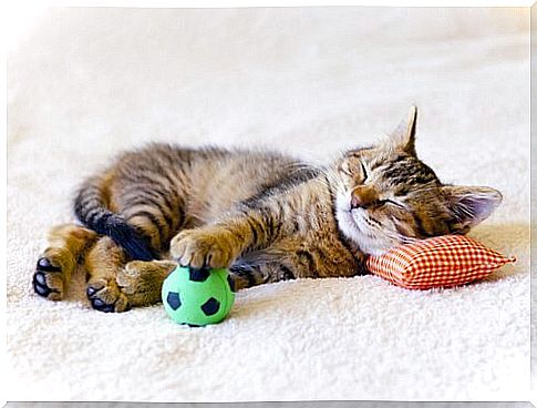 Sleeping kitten with ball and pillow