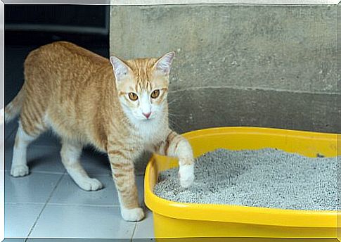 cat entering the sandbox