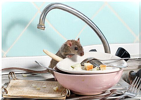 Rodent-borne diseases