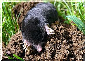 The mole is a transmitter of hantavirus.