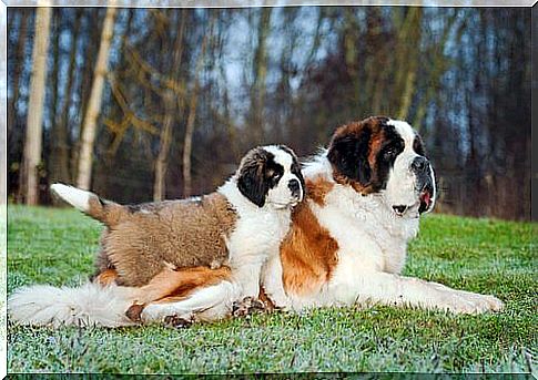 The fascinating story of the St. Bernard dog