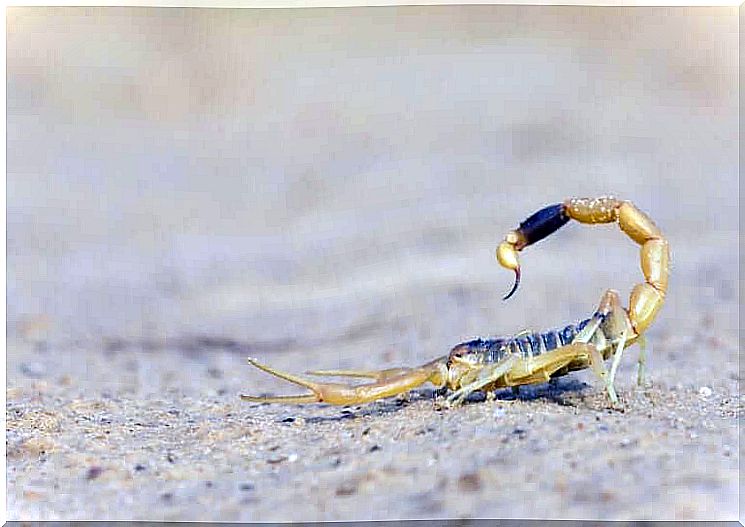 scorpion in the sand