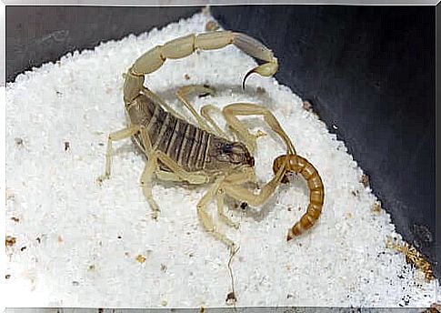 Fun facts about scorpions