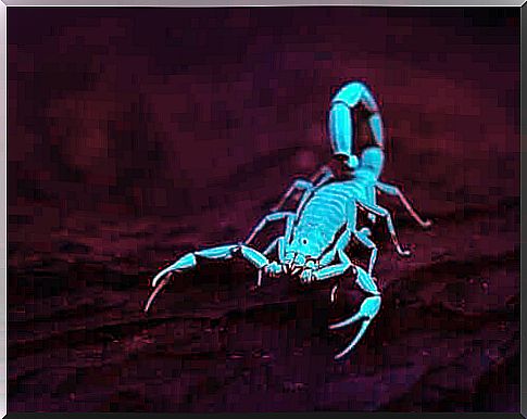 Scorpions glow under ultraviolet light