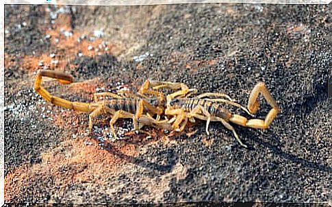 Scorpion Mating Ritual