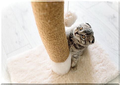 Cat Scratching Posts